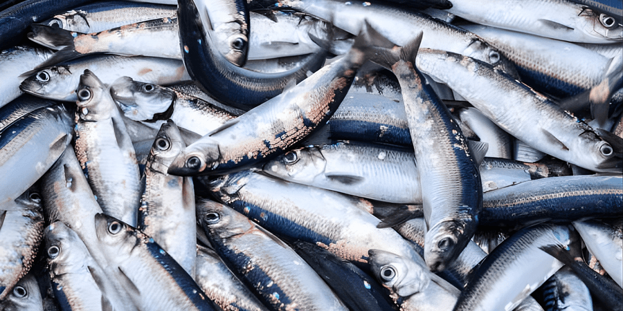 High DHA Omega-3 Whole Herring Meal