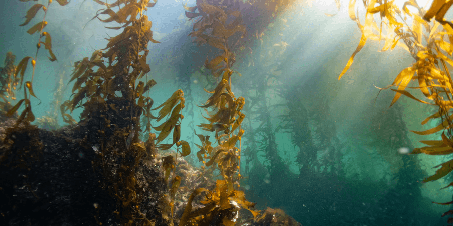 Whole Organic Kelp