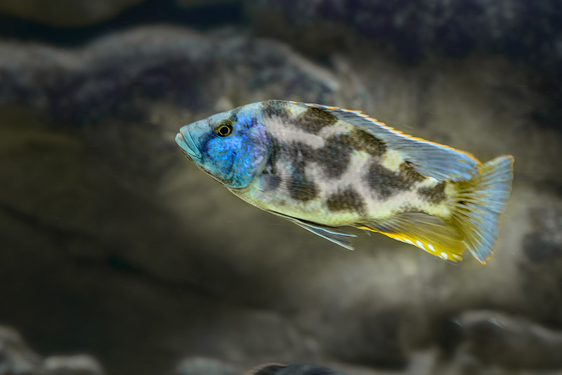 Nimbochromis-Livingstoni-copy.jpg