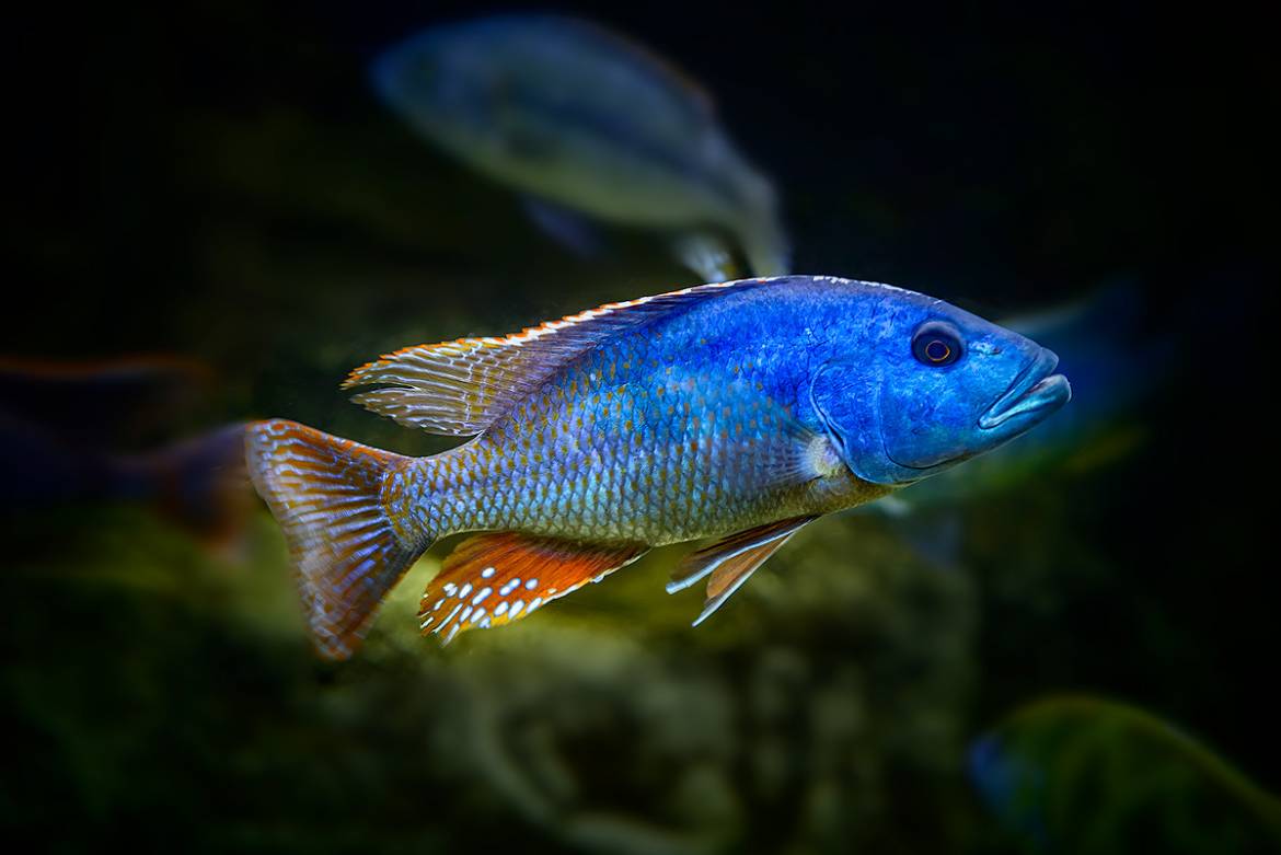 Nimbochromis-fuscotaeniatus-copy.jpg